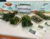 حيفا : إبتدائية الكرمة الرسمية تُعزز اكتساب المعارف والمهارات اللازمة للتعليم الصديق بالبيئة
