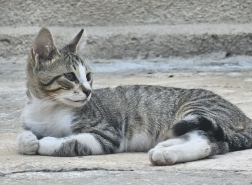 طفرة في رعاية الحيوان بقطاع البلدية: تعقيم آلاف قطط الشوارع في حيفا خلال عام 2025