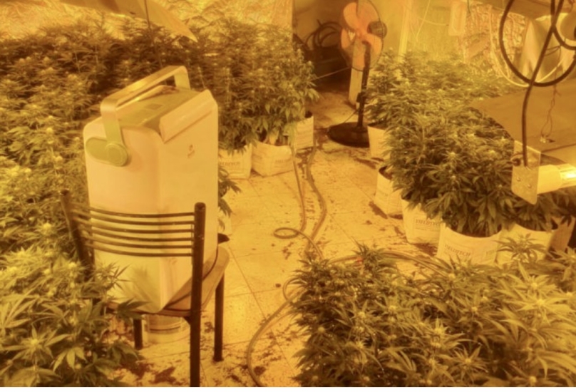 حيفا : اعتقال مشتبه (29 عامًا) بزراعة وانتاج المخدرات!